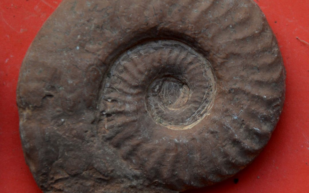 Extinction, alla mostra dei dinosauri arriva una nuova sezione di fossili