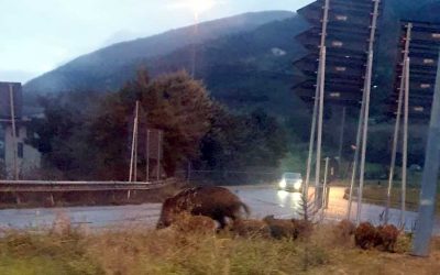 Contenimento cinghiali, sì al prelievo tramite caccia di selezione.