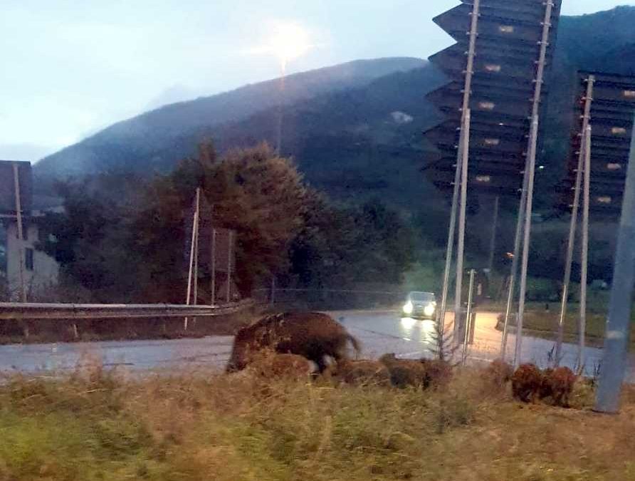 Contenimento cinghiali, s&igrave; al prelievo tramite caccia di selezione.
